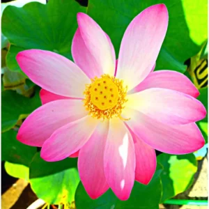 Pink Lotus Plant